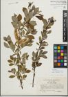 Foto von Salix myrsinifolia Salisb. x Salix phylicifolia L.